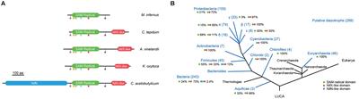 Diversity and Functional Analysis of the FeMo-Cofactor Maturase NifB